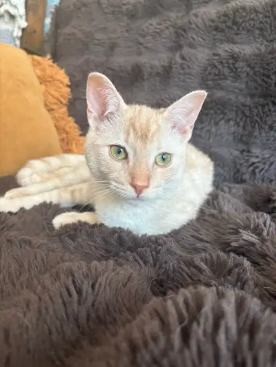 kitten for rehoming, View more