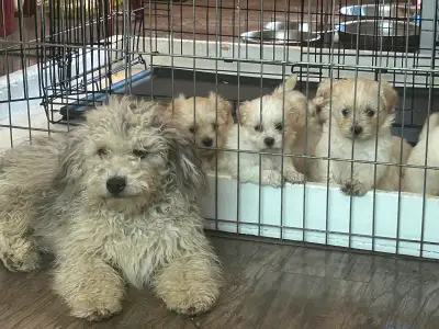 Adorable Maltese Multi-Poo Puppies – 4 Available!, View more