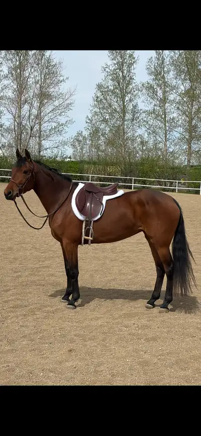 2021 morgan/quarter horse mare, View more