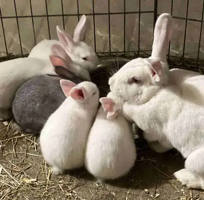 Meat or Pet Rabbits , View more