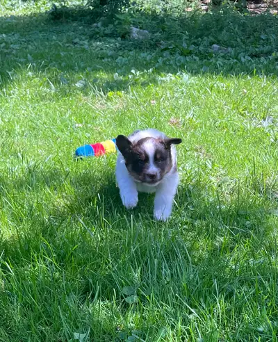 1 Australian Shepherd Female left (livestock), View more