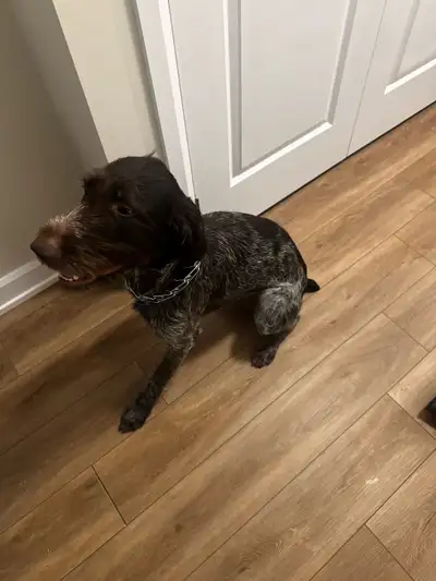 Family / Bird Dog - wirehaired pointing griffon , View more