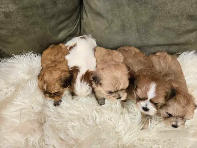 Shichon Puppies in Dogs & Puppies for Rehoming in Winnipeg - Image 7