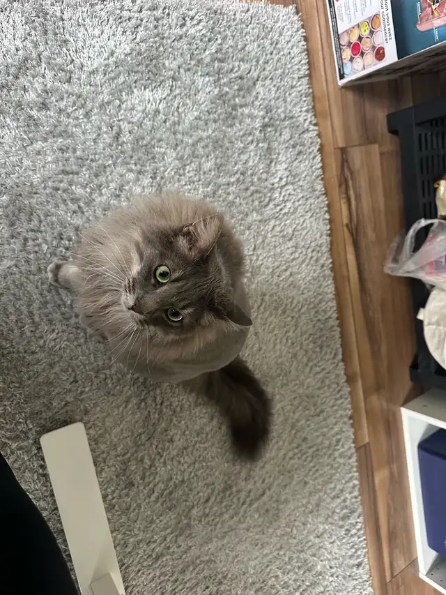 2 chats de 3 ans  mixte maine coon in Cats & Kittens for Rehoming in Laval / North Shore - Image 2