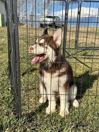 Amazing Pomsky Puppies ready to find their way in the world We have an awesome litter of Pomsky pupp...