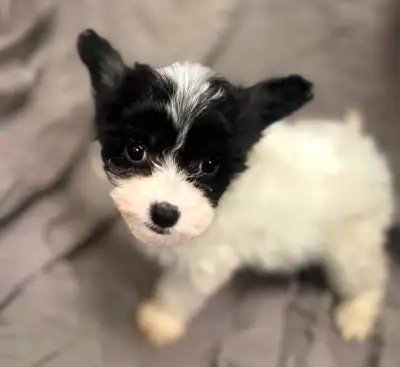 Yorkie/ Poodle puppies, View more