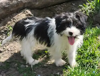  Morkie puppies , View more