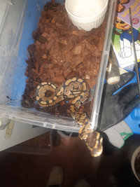Baby Chocolate  female ball python 66%het albino