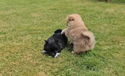 Cute Playful Pomeranian X Puppies, View more
