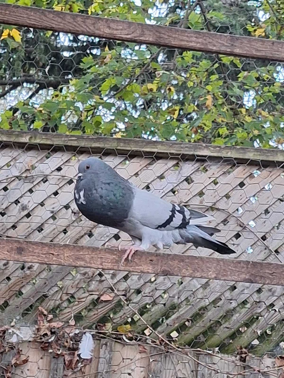 pigeons for sale | Birds for Rehoming | City of Toronto | Free local ...