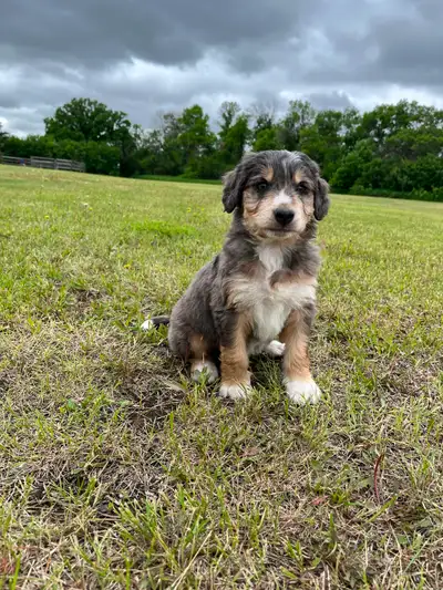 Bernedoodles, View more