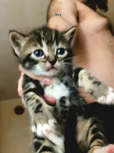 Kittens for sale, View more