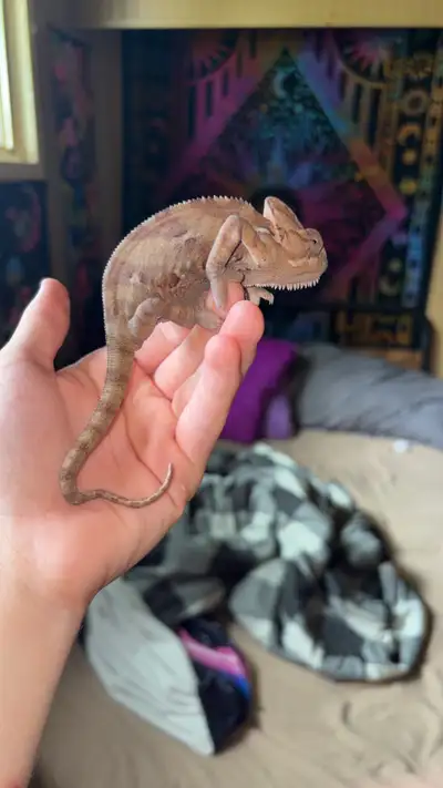 Chameleon and bio active tank, View more