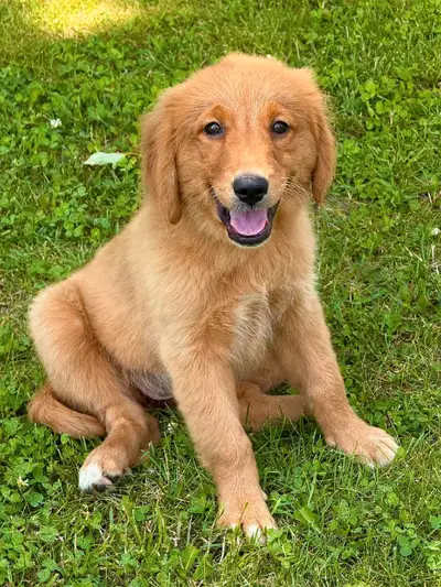  golden retriever puppy ( female), View more