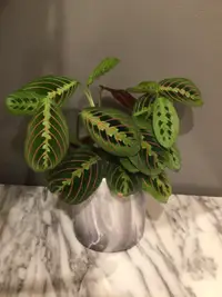 Tropical plant in ceramic pot