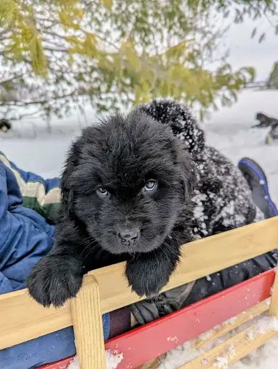 Newfoundland Puppies, View more