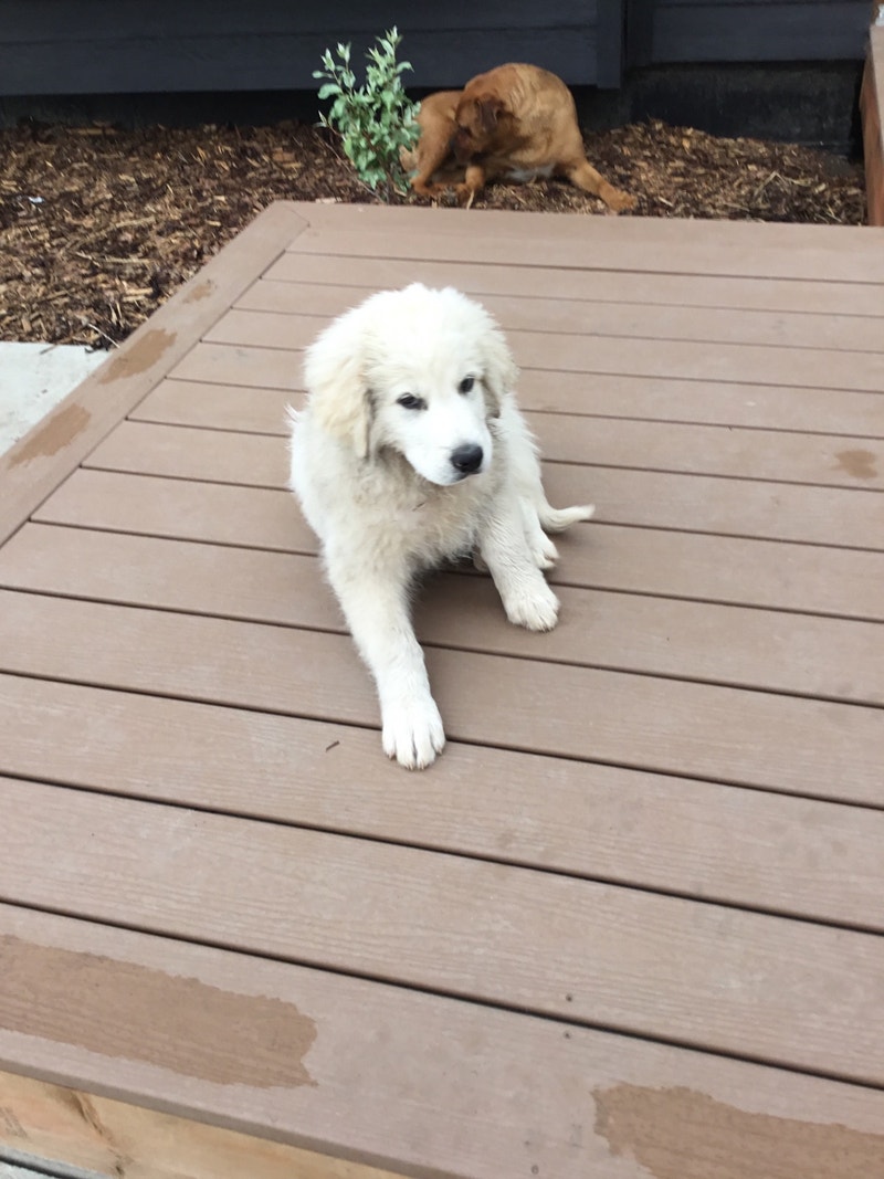 Dog for Re homing Dogs & Puppies for Rehoming Grande Prairie Kijiji