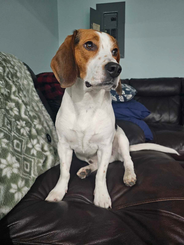 Beagle + Basset Hound = Bagels in Dogs & Puppies for Rehoming in Prince George - Image 4