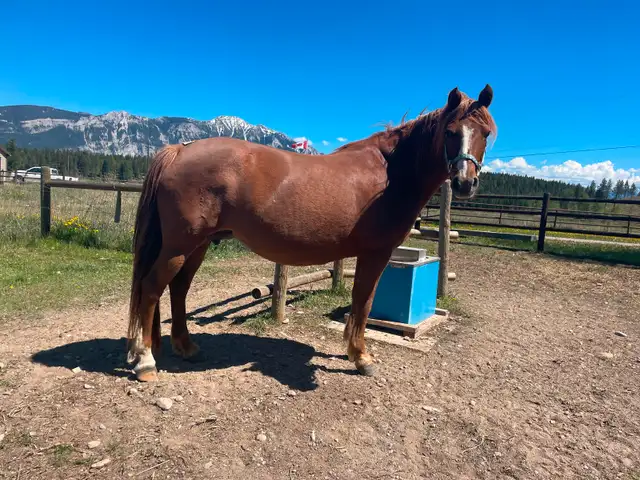 Companion horse / broodmare in Horses & Ponies for Rehoming in Edmonton - Image 2