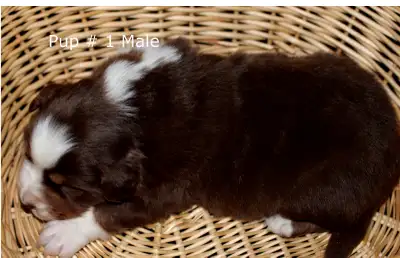 Australian Shepherd Puppies, View more