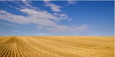 1 quarter of farm land is being offered for sale by tender/private sale. Interested parties are invi...