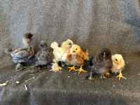 6  silky cross chicks. 