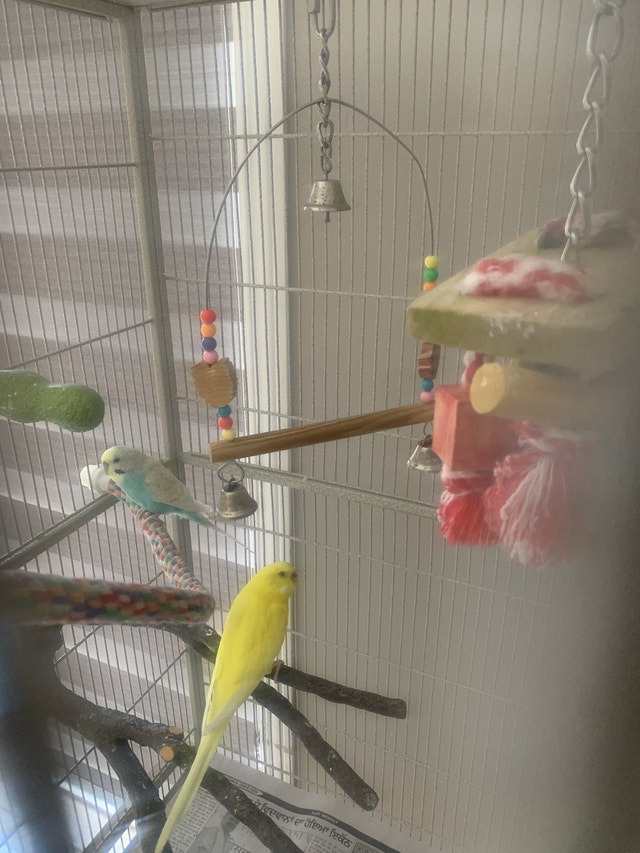 Birds for Sale Birds for Rehoming Mississauga / Peel Region Kijiji