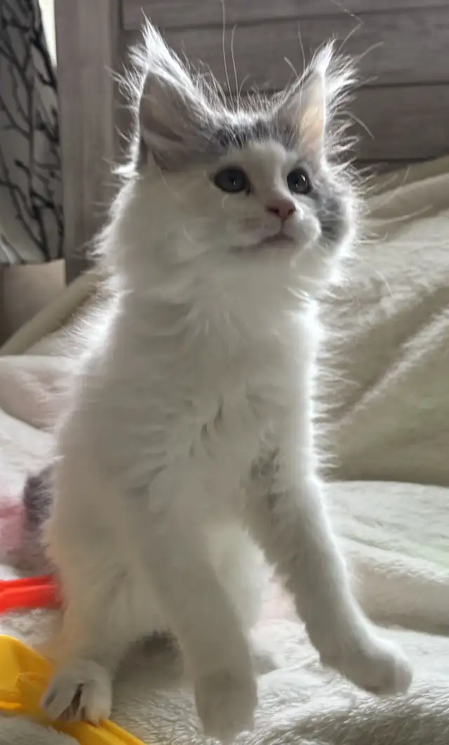 Beautiful Maine Coons in Cats & Kittens for Rehoming in Moncton - Image 7