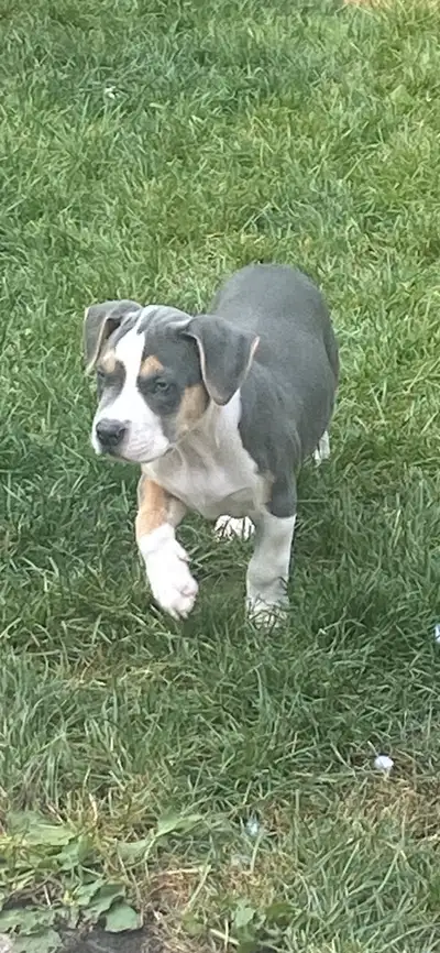 Now only 3 left American  Bulldog Puppies, View more