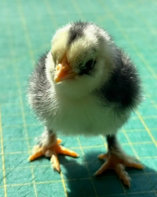 Bantam d”Uccle Hatching Eggs in Livestock in Yarmouth - Image 10