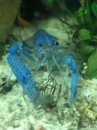 Looking for electric blue Crayfish