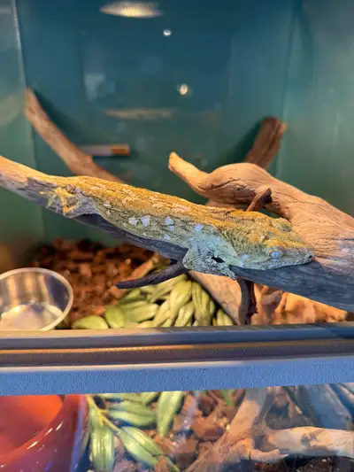 Leachianus gecko for rehome. Happy and healthy, eating well. Handles well. Female. $499 pre taxes, w...