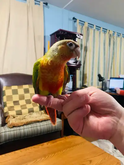 conure parrot male , View more