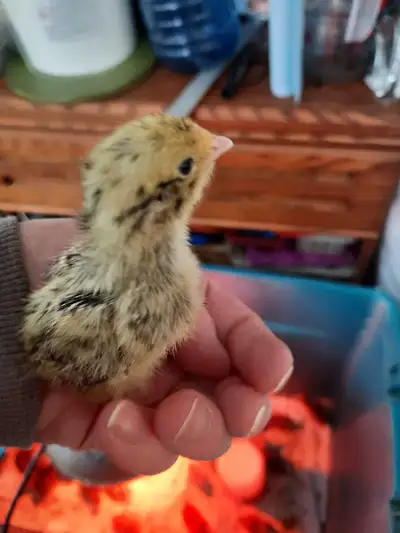 Quail chicks available, View more