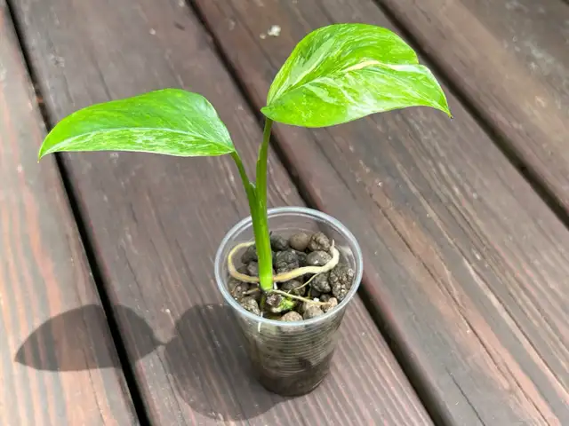 Monstera lechleriana variegated 62864746108290124