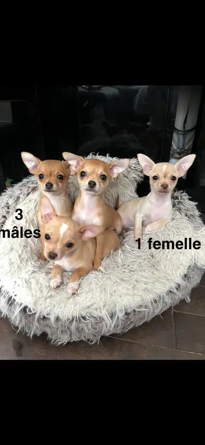 chihuahua, View more