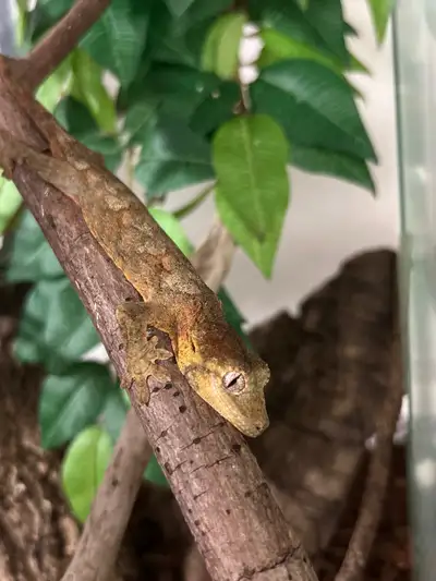 I have a few baby chahoua geckos ready for new homes! The geckos are currently unsexed, and are main...