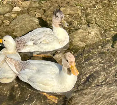 Call ducks, View more