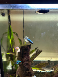 Various male and female betta 