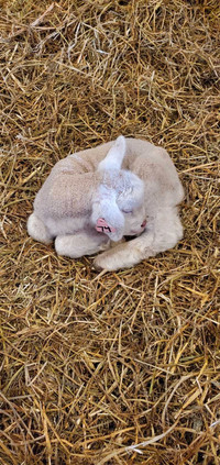 Orphan Lambs 