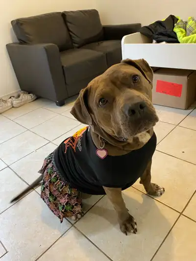 Hazel’s Holiday Wish: A Forever Home, View more