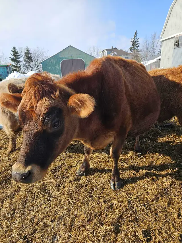 Bred Jersey Cow in Livestock in Hamilton - Image 3