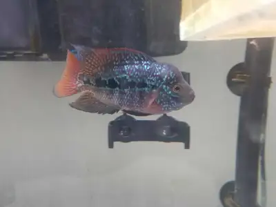READY TO GO TODAY Available Gorgeous Five Inch Long Kamfa Flowerhorn Cichlid. Excellent Health Eatin...