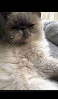 Exotic blue point persian female 