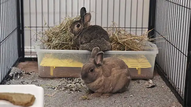 Timothy/Orchard Grass Hay - Sale pricing!  in Other in Markham / York Region - Image 3