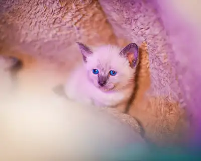 Siamese Kittens + Delivery, View more
