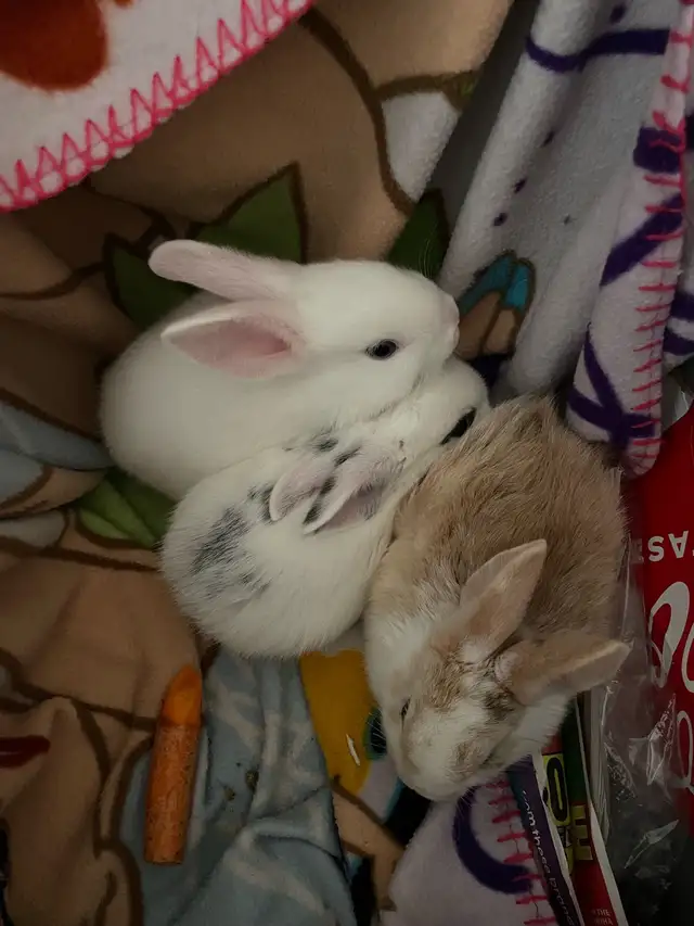 bunnies looking for a new home  in Small Animals for Rehoming in Mississauga / Peel Region - Image 4