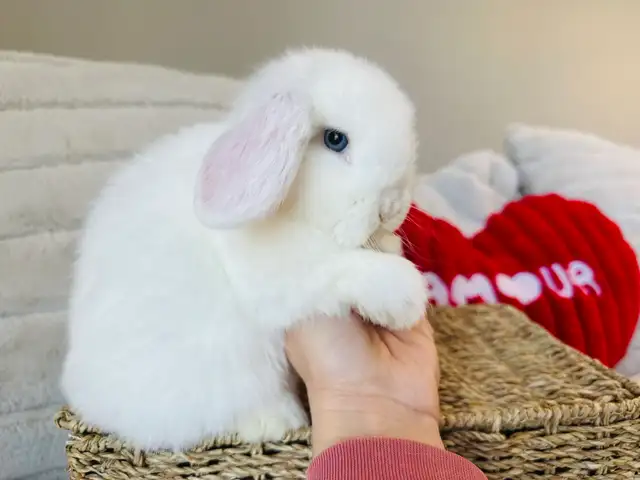 lapins-nain bélier hollandais mâles in Small Animals for Rehoming in Laval / North Shore - Image 7