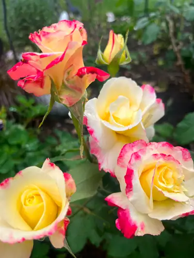 Best Relaxing and deep tissue massage St Hubert, View more