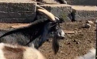 Friendly Miniature Goats
